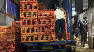 Kementan Sidak Pangkalan Ayam di Jakarta, Awasi Distribusi dan Harga Ayam Hidup